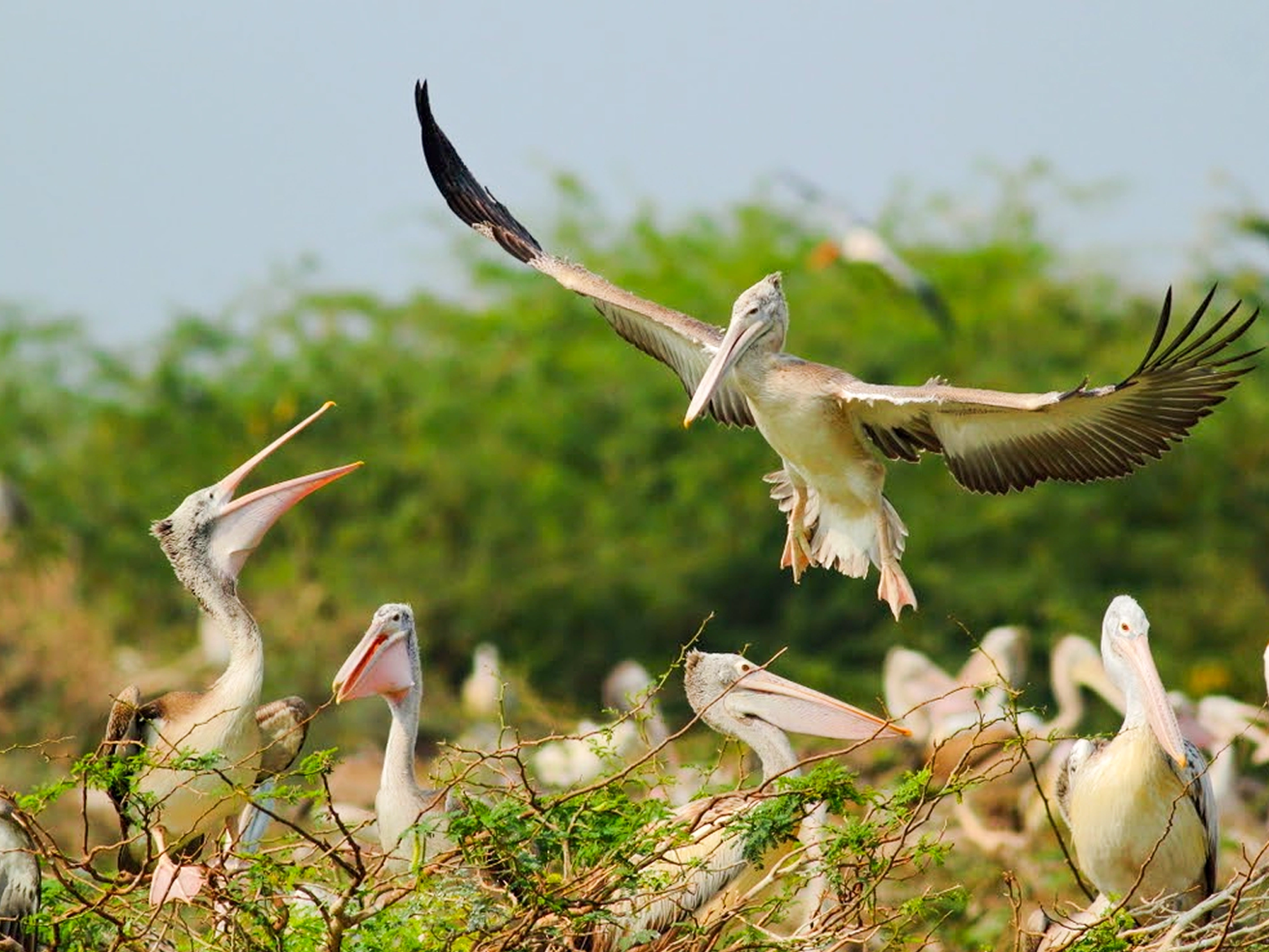 Uppalapadu Bird Sanctuary, Guntur
